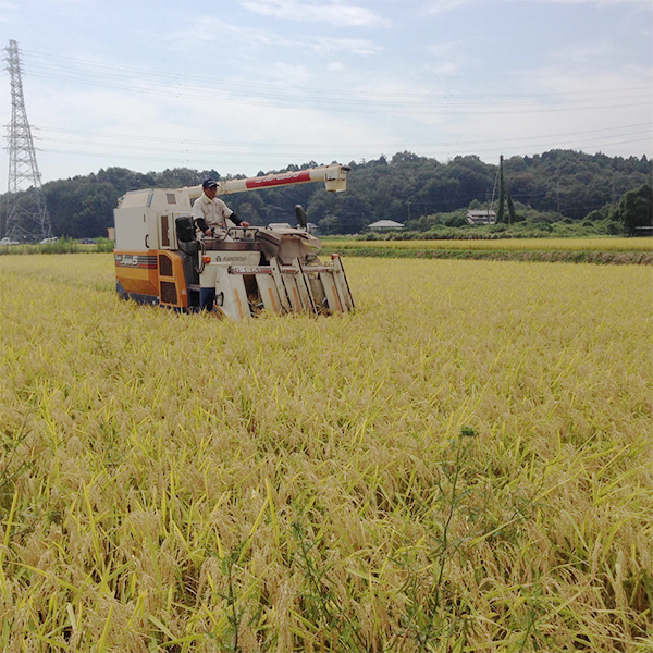 樫村ふぁーむの特別栽培米コシヒカリ『陽のいぶき』　(玄米) 2kg